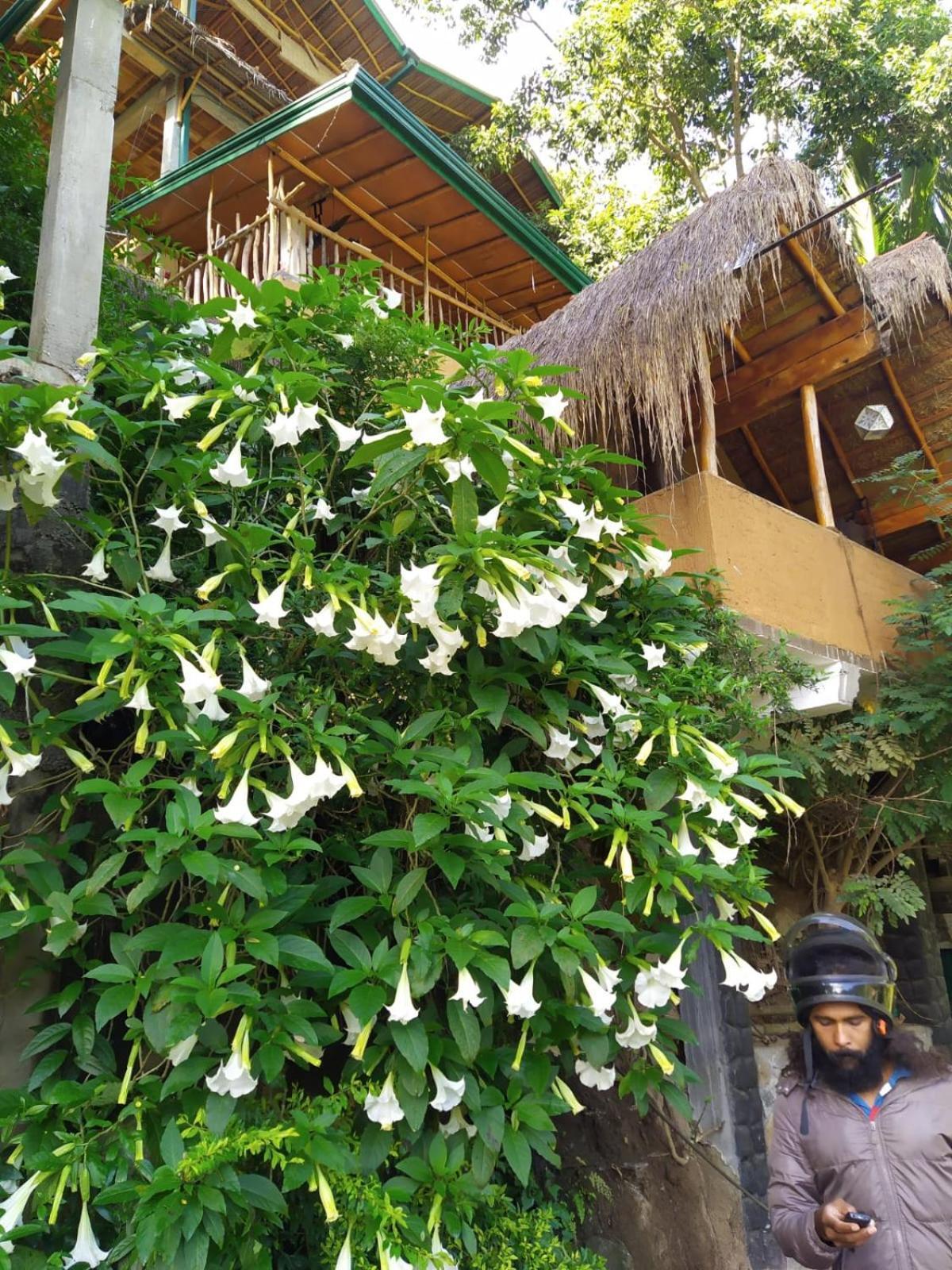 Ella Treehouse Hotel Exterior photo